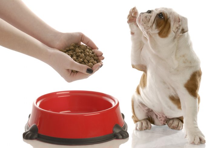 Почему собаку лучше кормить сухим кормом?
