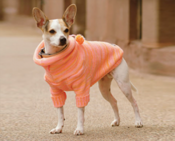 Одежда для собак: зачем нужна и как не ошибиться с выбором?